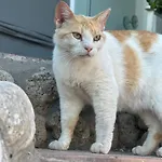 Affittacamere Venus Katelios