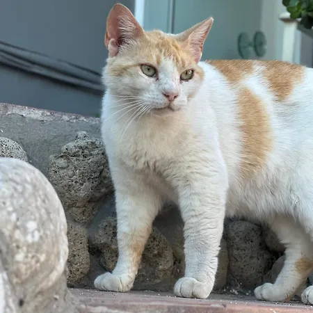 Πανσιόν Venus Κατελειός