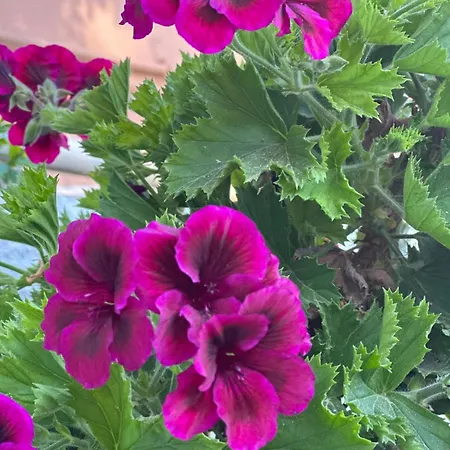 Venus 게스트하우스 케텔리오스